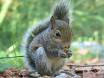 Squirrel Control
