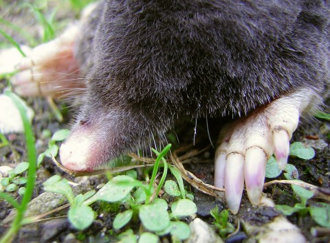 Garden Mole Removal Essex Garden Mole Removal Essex-Pest Control Essex